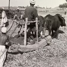 Antique 1918 Ancient Egyptian Wheat Threshing Plough Stereoview Photo Card P1569 picture