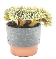 Echeveria Runyonii F. Cristata Topsy Turvy Crested, Planting Pot Included TT2 picture