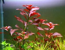 Ludwigia Repens (Super Red Mini) picture