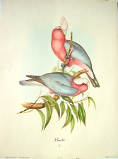 Vintage J. GOULD Numbered 601 Lithograph Print Birds Of Australia Art  9 x 12