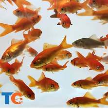 Toledo Goldfish LIVE Feeder Common Goldfish picture