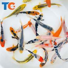 Toledo Goldfish LIVE Standard Fin Koi picture
