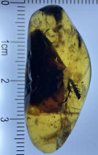 22mm Huge Roach Cockroach Blatodea Inclusion Fossil Genuine Burmite Amber, 98MYO picture
