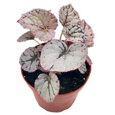 BubbleBlooms 'Harmony's Silver Dollar' Begonia Rex, 4 inch Painted-Leaf Begonia, picture