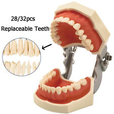 28/32Pcs Dental Typodont Model With Removable Teeth Soft Gingiva Teaching Model picture
