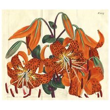 Scarce 1809 Curtis Botanical Hand-Colored Folio Engraving No. 1237, TIGER LILY picture
