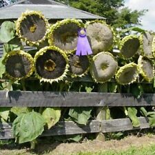 50 GIANT MONGOLIAN SUNFLOWER SEEDS Non-GMO USA Seller  picture