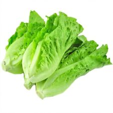 1000+All Season Romaine Lettuce Seeds Italian Yearly Lettuce USA picture