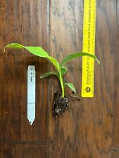 Ice Cream Musa Banana - 1 TC Plant Plug Tree - 3-6 inches - Edible Fruit picture