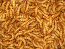 Live Giant Mealworms  Live Arrival Guarantee picture