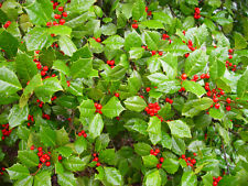 American Holly, Ilex opaca, Tree Seeds (Fragrant, Showy, Hardy Evergreen) picture