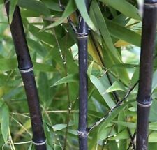 2 Black Timber Bamboo Authentic Phyllostachys Nigra Live Bare Root Plant Rhizome picture