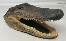 Vintage  10.5” Taxidermy Young Alligator Head Solid picture