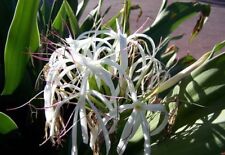 Crinum Lily, C. Asiaticum, Giant White Spider Lily 5 bulbs/seeds picture