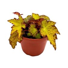 Begonia Little Beaver Rhizomatous 4 inch Yellow Jagged Leaves picture