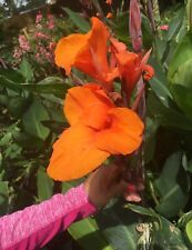 Orange Canna Lilly Bulbs (3 Count) Bulbos De Coyoles Anaranjados (3) picture