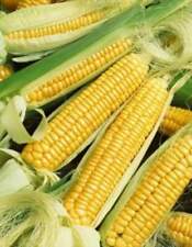 Early Golden Bantam Sweet Corn Seeds, NON-GMO, Heirloom,  picture