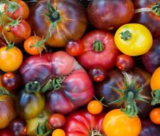 Rainbow Beefsteak Tomato Seeds | Heirloom | Non-GMO | Fresh Garden Seeds picture
