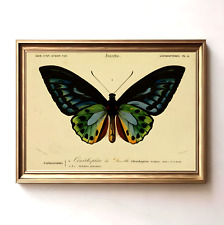 Antique Butterfly Drawing Vintage Insect Chart Wall Art picture