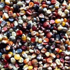 Ornamental Indian Corn Seeds  | Heirloom | Fresh Garden Seeds picture