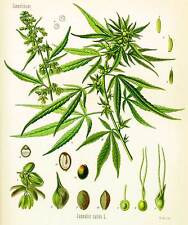 Cannabis Sativa Growth Cycle Antique Illustration Paper Giclee 24x28 in. picture