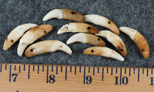 (10) OLD Original Coyote Canine Teeth Indian Ornamental Beads Fur Trade 1700's picture