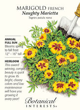Naughty Marietta French Marigold Seeds - 500 mg - Botanical Interests picture