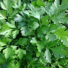 Italian Giant Parsley Seeds, NON-GMO, Heirloom, Flat-Leaf Parsley,  picture