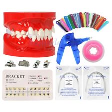 1Set Dental 1:1 Tooth Model Dental Orthodontic Practice Oral Cavity Tooth Model picture