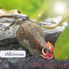 HILLSTREAM LOACH | TOP QUALITY | TOP USA REPUTABLE SELLER | UPS SHIPPING picture