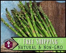 225+ Asparagus Seeds [Mary Washington] Vegetable Gardening, Heirloom, Non-GMO picture