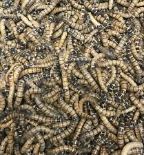 100 Large Superworms - Organically Raised  -Live Reptile Feeders-FREE SHIPPING picture