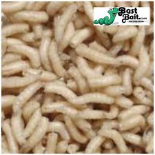 Live Spikes, Maggots Blue Bottle Fly Larvae  , Live Guarantee picture