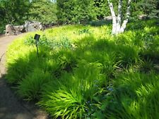 HAKONECHLOA MACRA 'ALL GOLD' -  JAPANESE FOREST GRASS - STARTER PLANT picture
