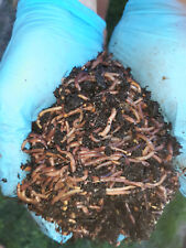 Ready To Ship Live Compost Red Wigglers Garden Worms Online with  picture