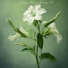 Organic Tobacco Flower CO2 Absolute Oil, (Nicotiana Tabacum) picture