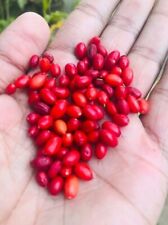 10+ Organic Erythroxylum Novogranatense Seeds High Germination From Ceylon picture