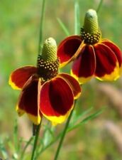 100++ Mexican Hat Seeds (Ratibida columnifera) Prairie Coneflower, Thimbleflower picture