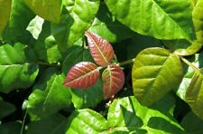 4 Live Plants Poison Ivy Rooted Wild Grown Organic Toxicodendron radicans picture
