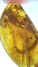 22mm HUGE Scorpion - Very Rare Fossil Inclusion, In Genuine Burmite Amber, 98myo picture