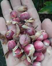 800 gram Cardamom Seeds (Elettaria cardamomum) Semen Cardamomi picture