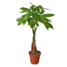 Money Tree / Feng Shui Plant / Good Luck Tree picture