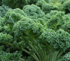 Dwarf Blue Curled Scotch Kale Seeds | Heirloom | Non-GMO | Fresh Garden Seeds picture