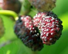 Mulberry Tree - 'Dwarf Everbearing' - Morus nigra live plant edible fruit picture