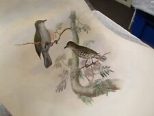 antique John Gould Thick-billed Berrypecker Print hand colored picture