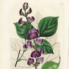 Scarce 1834 Edwards's Botanical Register Engraving #236 LABLAVIA VULGARIS picture