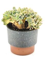 Echeveria Runyonii F. Cristata Topsy Turvy Crested, Planting Pot Included TT1 picture