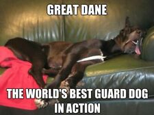 Funny Dog Great Dane Guard Duty Refrigerator Tool Box Magnet Gift Card Idea picture
