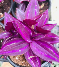 5+ Rare Wandering Jew Burgundy - Purple Plant Cuttings fast shipping  picture