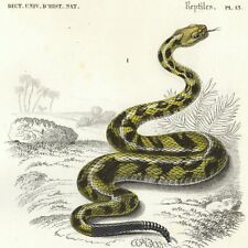SCARCE 1849 Original D'Orbigny Hand-Colored SNAKE Engraving: REPTILES Pl. 13 picture